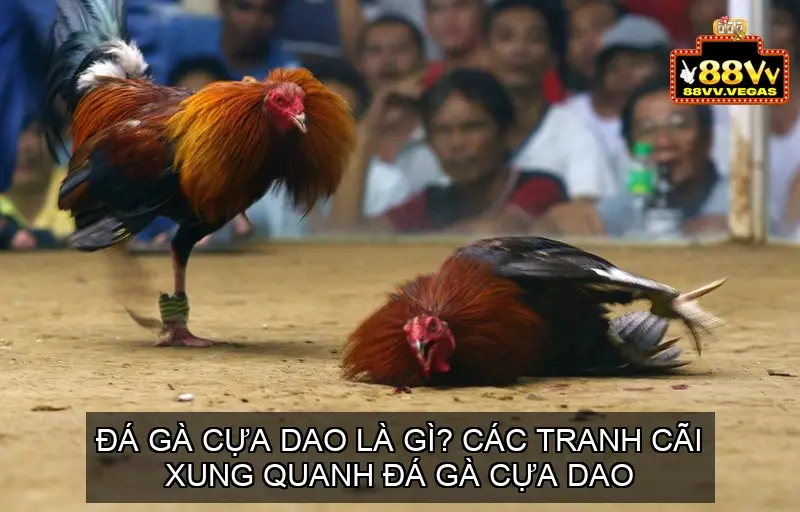 da ga cua dao 68ec9327b8a14