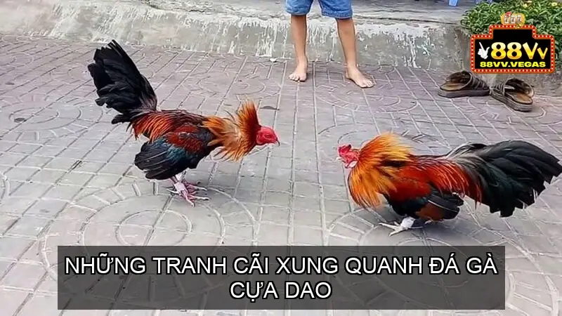 Những Tranh Cãi Xung Quanh Đá Gà Cựa Dao