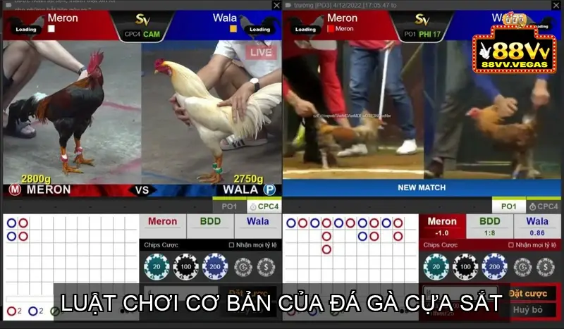 Luật Chơi Cơ Bản của Đá Gà Cựa Sắt