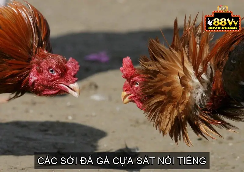 Các Sới Đá Gà Cựa Sắt Nổi Tiếng (Thông Tin Tham Khảo)