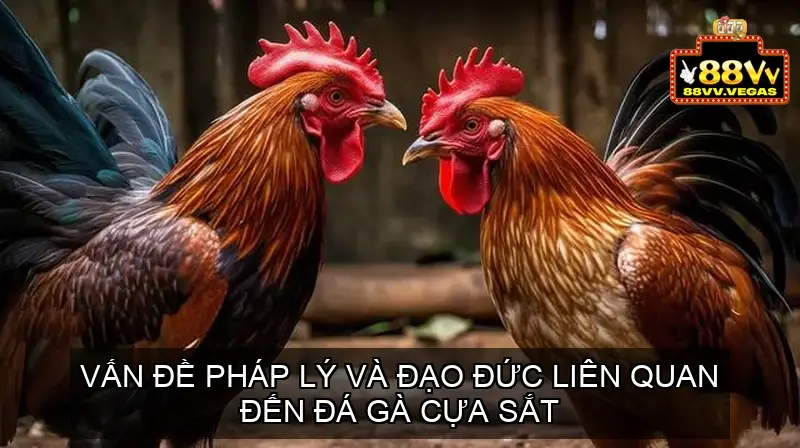 Vấn Đề Pháp Lý và Đạo Đức Liên Quan đến Đá Gà Cựa Sắt