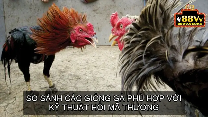 Định Nghĩa và Giải Thích Về Đá Gà Hồi Mã Thương 4 Bảng So Sánh Các Giống Gà Phù Hợp Với Kỹ Thuật Hồi Mã Thương