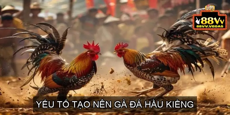 Gà Đá Hầu Kiềng Là Gì? Yếu Tố Tạo Nên Gà Đá Hầu Kiềng 3 Yếu Tố Tạo Nên Gà Đá Hầu Kiềng