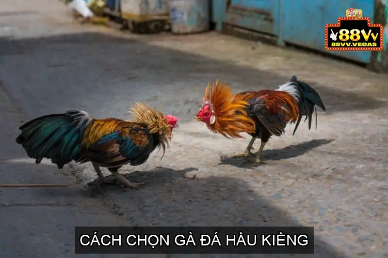 Gà Đá Hầu Kiềng Là Gì? Yếu Tố Tạo Nên Gà Đá Hầu Kiềng 4 Cách Chọn Gà Đá Hầu Kiềng