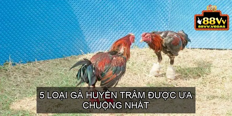 5 Loại Gà Huyền Trâm Được Ưa Chuộng Nhất