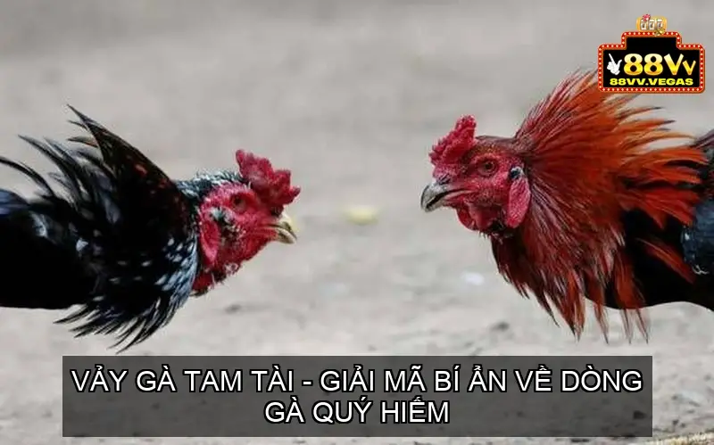 vay ga tam tai 68ec93184e08b