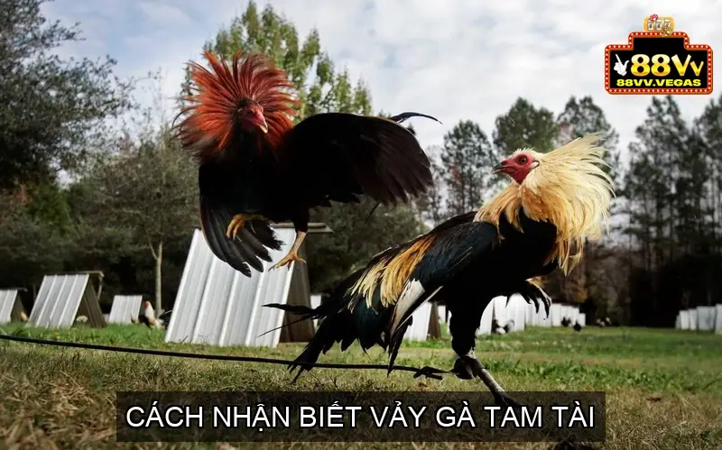 Vảy Gà Tam Tài - Giải Mã Bí Ẩn Về Dòng Gà Quý Hiếm 3 Cách Nhận Biết Vảy Gà Tam Tài