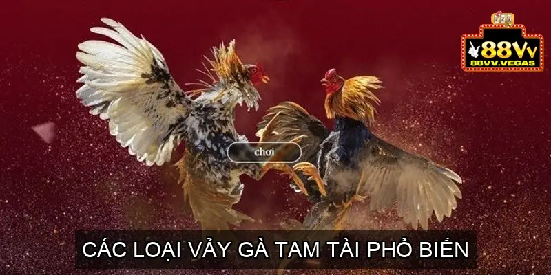 Vảy Gà Tam Tài - Giải Mã Bí Ẩn Về Dòng Gà Quý Hiếm 4 Các Loại Vảy Gà Tam Tài Phổ Biến