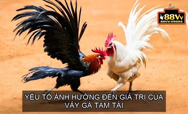 Vảy Gà Tam Tài - Giải Mã Bí Ẩn Về Dòng Gà Quý Hiếm 5 Yếu Tố Ảnh Hưởng Đến Giá Trị Của Vảy Gà Tam Tài